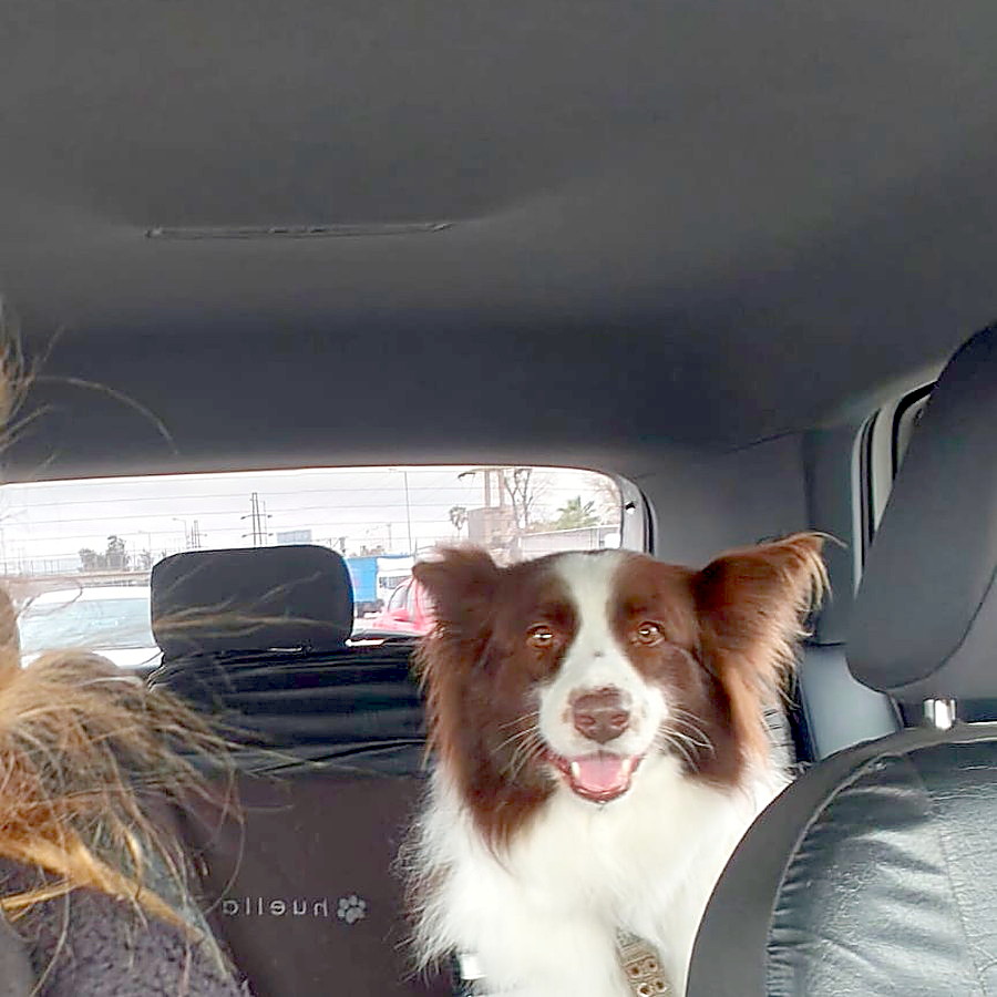 Un border collie sentado en el asiento trasero del auto