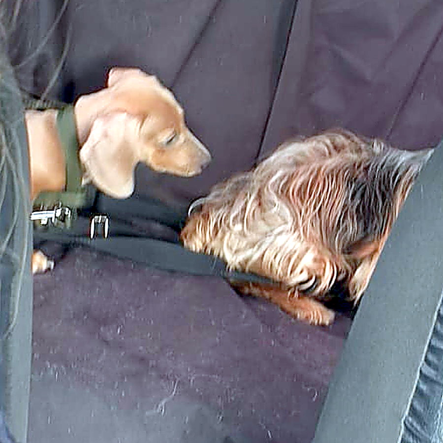 Dos perros chicos acomodados sobre la funda del asiento