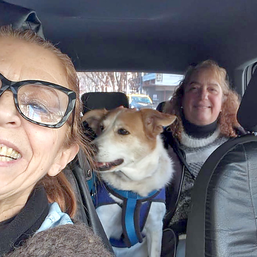 Lili y un perro mediano dentro del auto, camino al veterinario