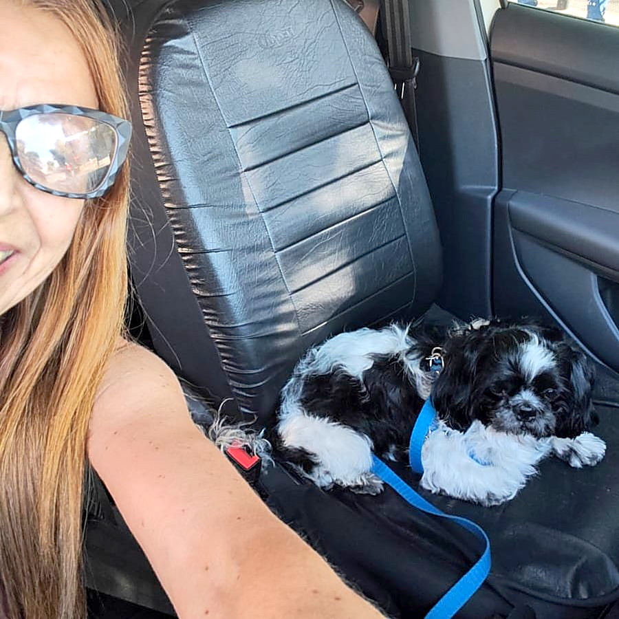 Un perro chico echado en el asiento trasero, con el arnés enganchado al cinturón, mientras Lili lo controla desde adelante