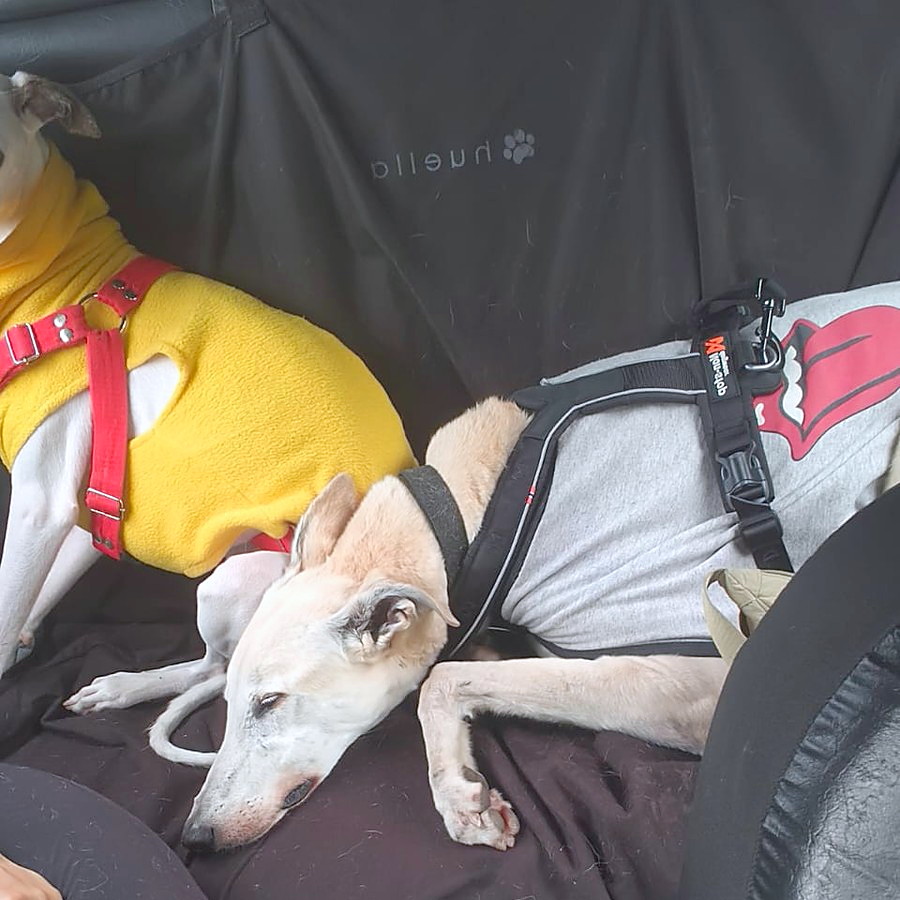 Quique y Lux, dos galgos abrigados y con arnés, descansando juntos durante el viaje
