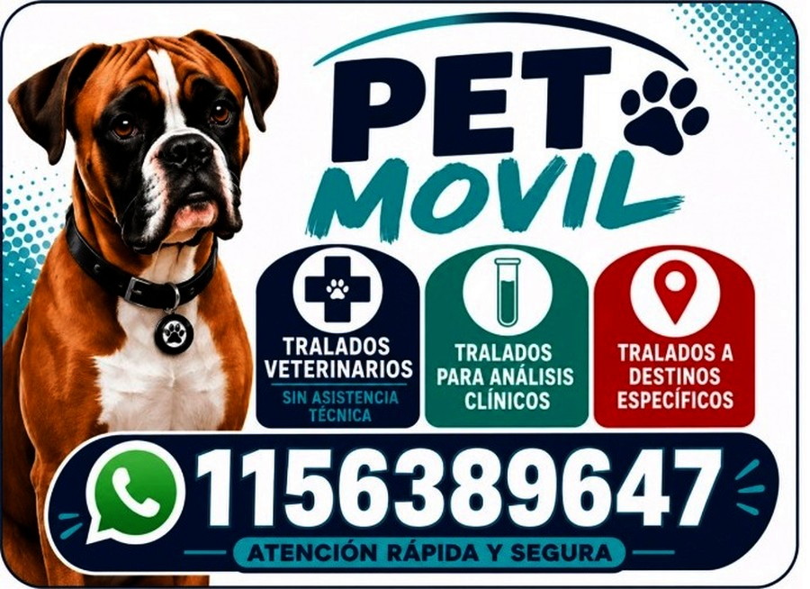 Calco de PET MÓVIL pegado en el auto, con el teléfono 11 5638 9647