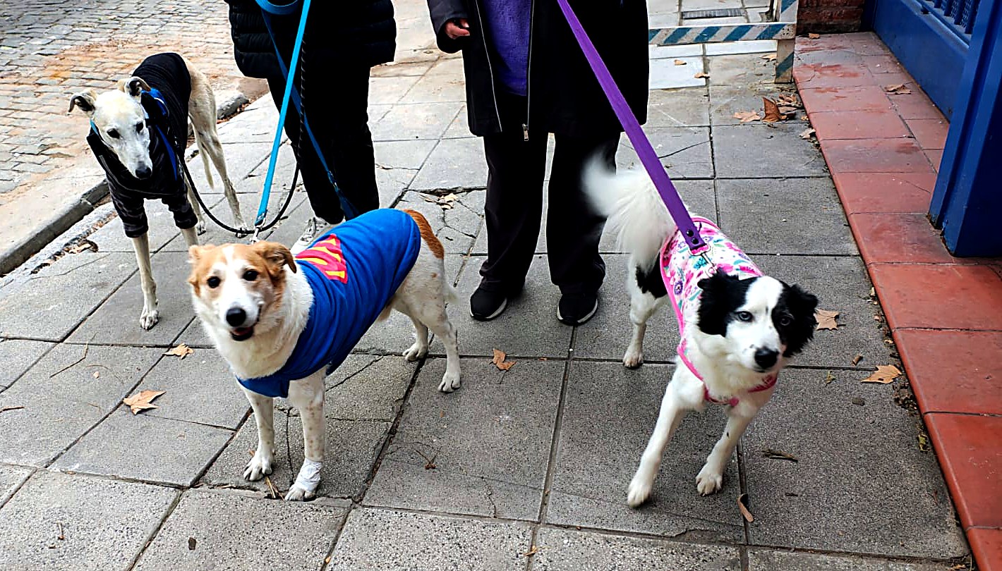 Theo, Kiara y Lux abrigados en la vereda, con arnés y correa, antes de subir al auto de PET MÓVIL
